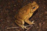 WANTED - FEMALE CANE TOAD