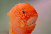 Severum