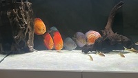 CHENS ASIAN DISCUS X8 LARGE £