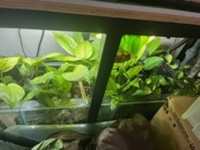 54” x 16” x 20”h aquarium with sump etc