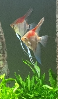 3 x Large Manacapuru Red Back Angels - £100