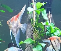 3 x Large Manacapuru Red Back Angels - £100