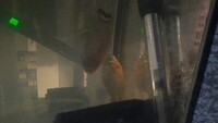 Red Belly Piranhas x3