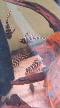 Various juvenile L number plecos