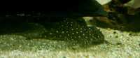 Various juvenile L number plecos