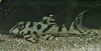 Various juvenile L number plecos