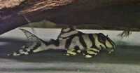 Various juvenile L number plecos