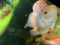 VIP FULL PEARL GOLDEN BASE FLOWERHORN £130