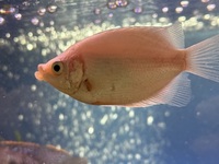 3 X WHITE KISSING GOURAMI