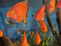 3 x PARROT FISH - beautiful 