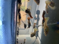 20 Guppy FRY for sale