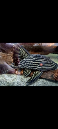L190 Royal Pleco