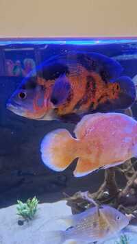 2 Breeding Pair Red Albino Oscar And A Tiger Oscar Cichlid 10-11 Inch