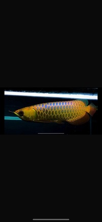 Professional colour enhancing tanning lights for all aquarium fish