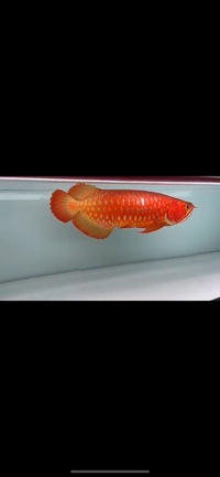 Professional colour enhancing tanning lights for all aquarium fish