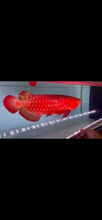 Professional colour enhancing tanning lights for all aquarium fish