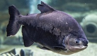 2 Full-Grown Pacu for Sale – Must Go Together 7–9kg Each – EXPERT KEEPERS ONLY