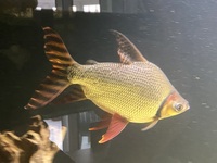 10” Flagtail Prochilodus