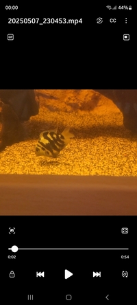 Convict X Polar Blue Cichlids