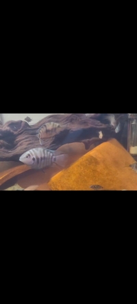 Convict X Polar Blue Cichlids