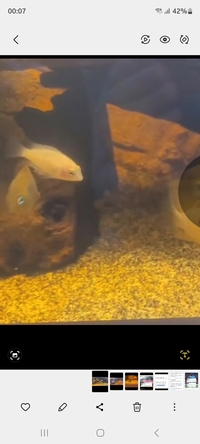 Convict X Polar Blue Cichlids