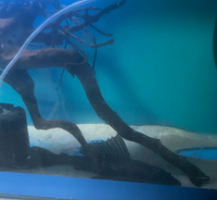 12inch pleco 4inch pleco 4 inch Fahaka puffer for sale
