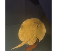 Albion pearl female sting ray