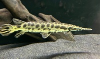8 inch Florida gar
