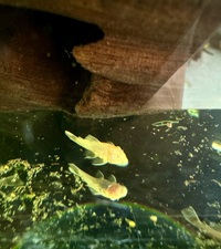 Albino Bristlenose Pleco