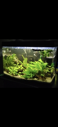 Tropical fish setup