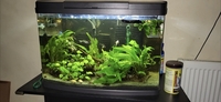 Tropical fish setup