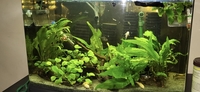 Tropical fish setup