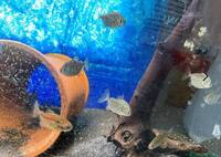 Pearl hybrid ray and fish for sale