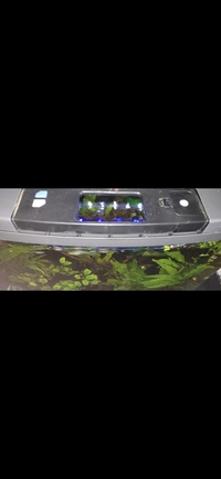 Tropical fish setup