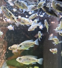 Mixed Malawi Cichlids location is accrington lancashire