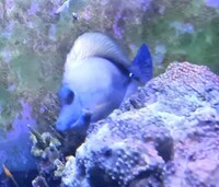 Scopas Tang – Tricolor XL 6+ inches