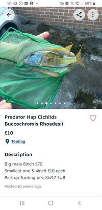 Rare chance to buy group of predator haps