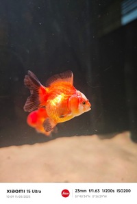 Rehome for 5 Oranda mini size