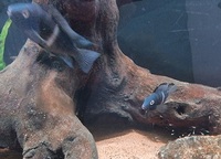 Neetroplus Nematopus cichlids