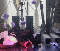 8 Porlar Blue Convict Parrot fish