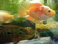 Kirin parrot cichlids