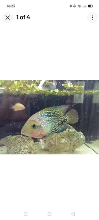 Blue spot veija synspilum