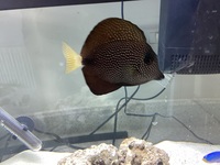 Gem tang for sale
