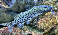 Synodontis Njassae wild caught x6 REDUCED £60