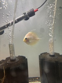 5 discus for sale - north London