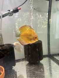 5 discus for sale - north London