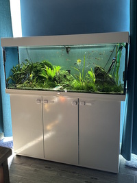 Juwel RIO 240 - £90 ono