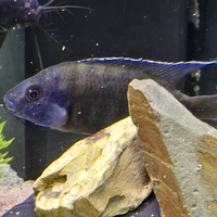 Mixed Malawi Cichlids location is accrington lancashire