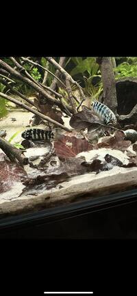 Bonded pair of ivanacara Adoketa for sale
