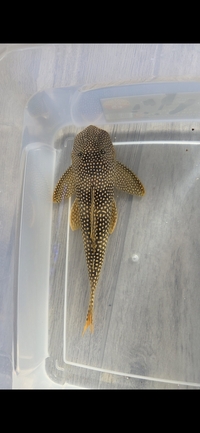 Wild Caught L014 Sunshine Pleco